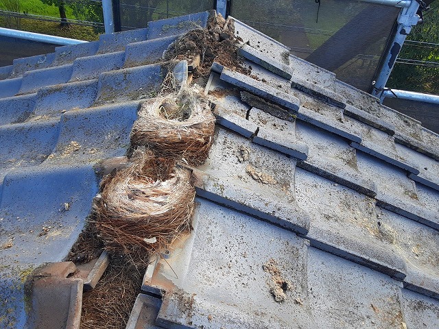 棟際に鳥の巣の大群